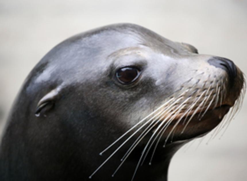 Zeeleeuwenshow keert terug in Dolfinarium, met meer aandacht voor educatie