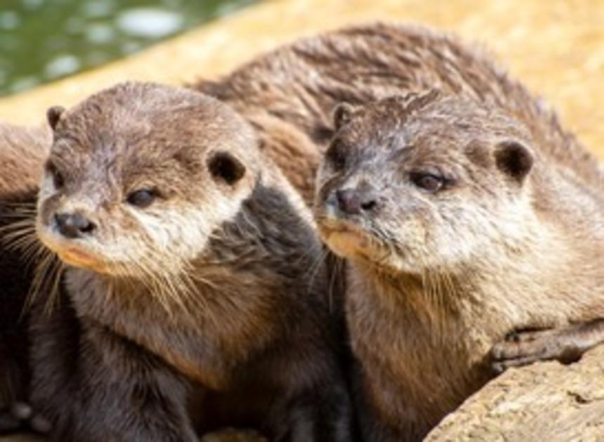 Laatste otteropvang kan sluiten nu populatie weer gezond is