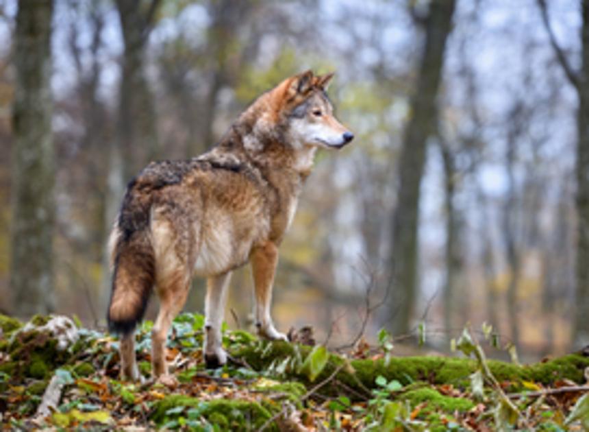 Faunabescherming maakt bezwaar tegen belagen wolf met paintballkogels