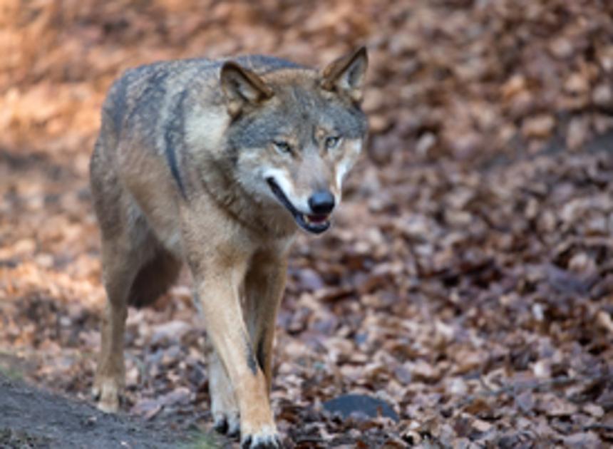 Limburg wil met subsidies de wolf tegengaan