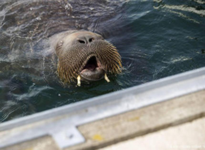 Walrus aangetroffen op strand van Petten