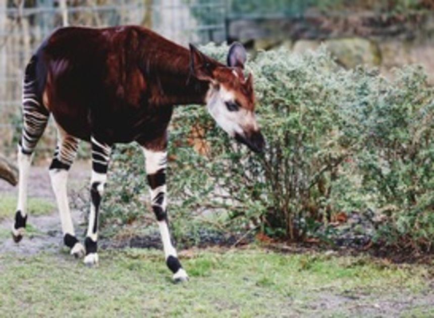 Okapi geboren in Safaripark Beekse Bergen