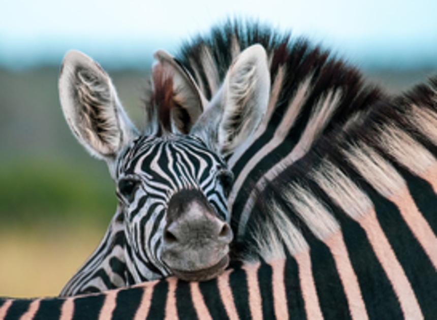 Geboortegolf in Safaripark Beekse Bergen: 13 dieren geboren in april