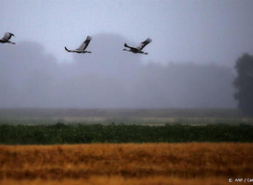 Intensieve landbouw zorgt voor achteruitgang vogels in Europa