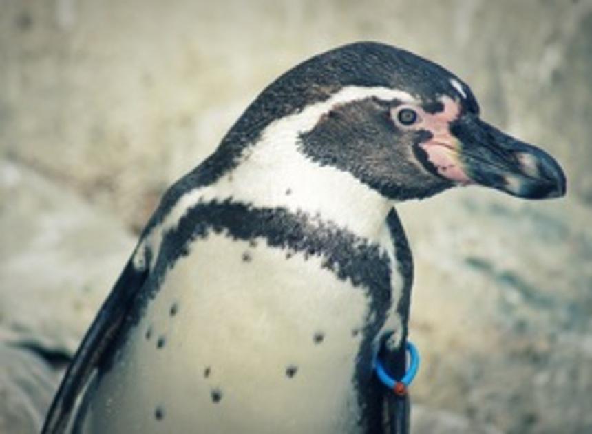 AquaZoo in Leeuwarden viert jubileum met speciale expositie