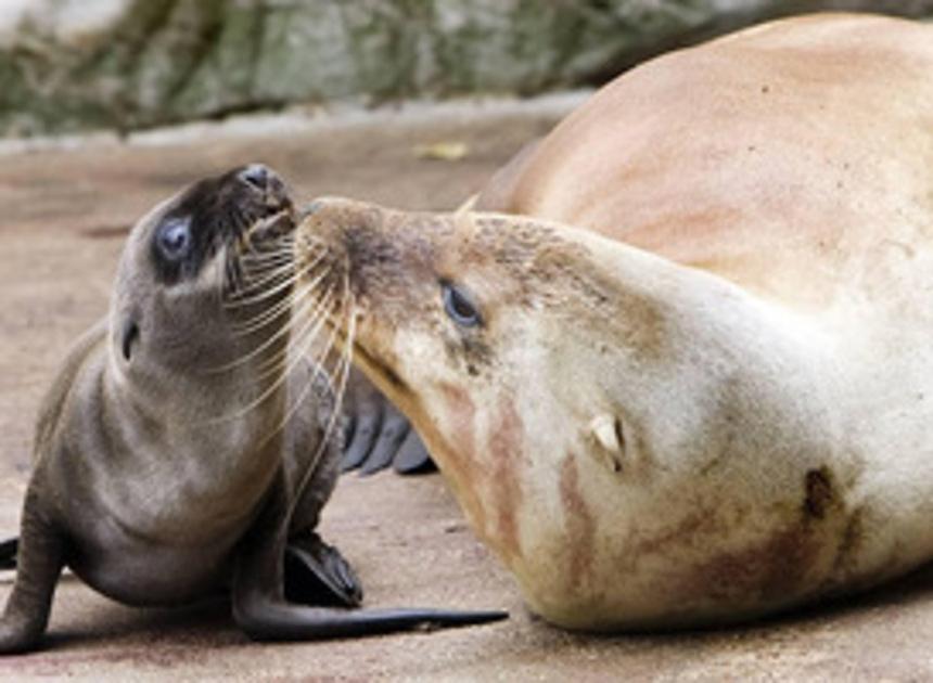 Aantal zeehonden in Waddenzee slinkt, onderzoek naar oorzaak