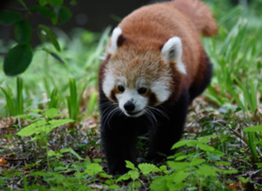 Pandaverblijf in Diergaarde Blijdorp vanaf morgen te zien