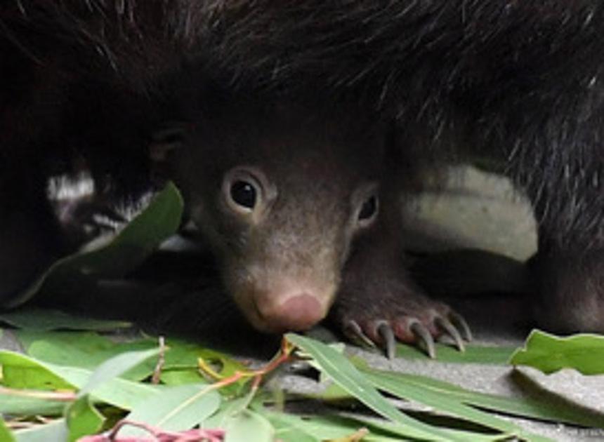 Dierentuin BestZoo verwelkomt eerste wombat-jong in Nederland