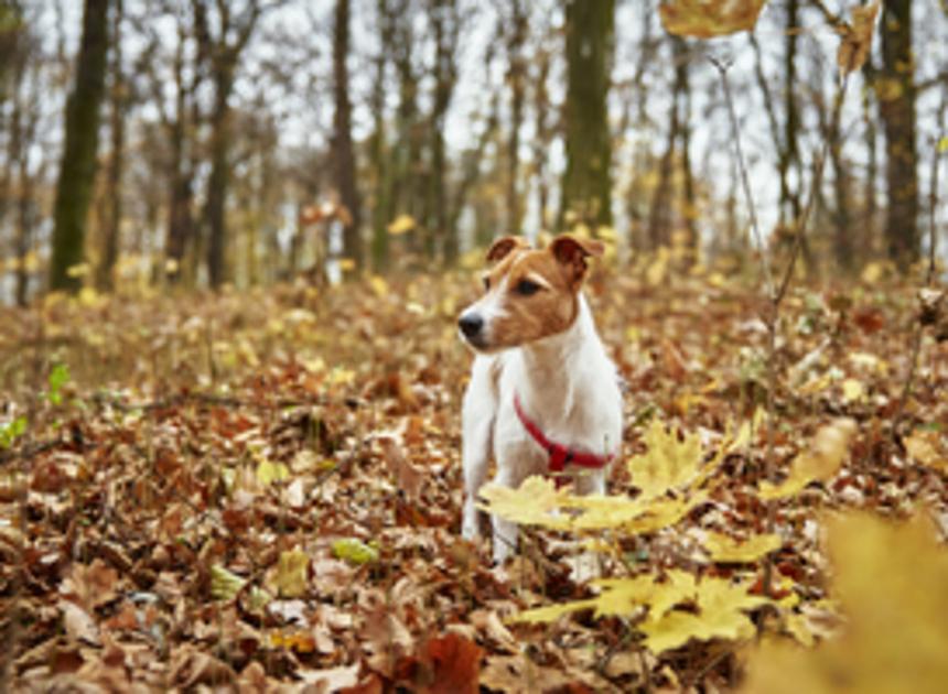 Natuurorganisaties roepen bezoekers op om honden aan te lijnen tijdens wandeling