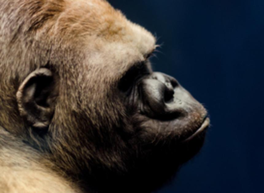 Doodsoorzaak gorilla Bokito bekend: stief door hartfalen