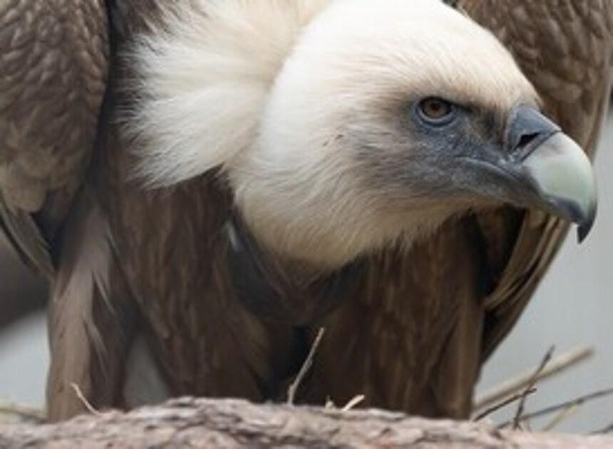 Zeldzame gieren uit in Burgers’ Zoo uitgezet in Frankrijk en Bulgarije