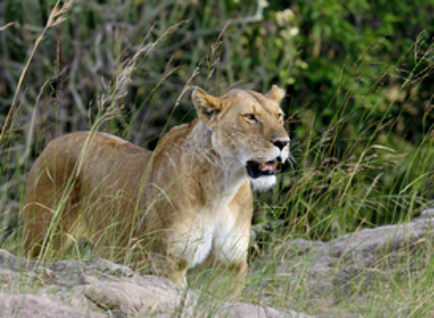Leeuwin dood aangetroffen in verblijf in Wildlands