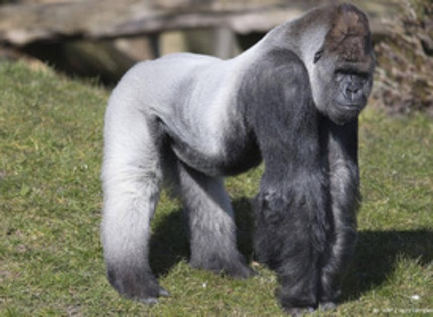 Beroemde gorilla Bokito (27) uit Diergaarde Blijdorp dinsdag overleden
