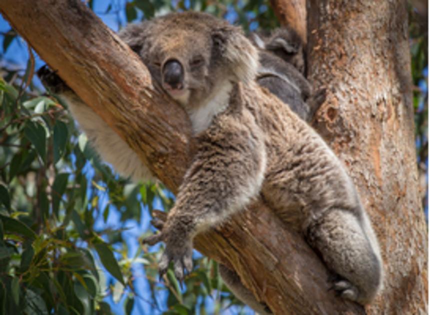 Ouwehands Dierenpark krijgt als eerste Nederlandse dierentuin koala's