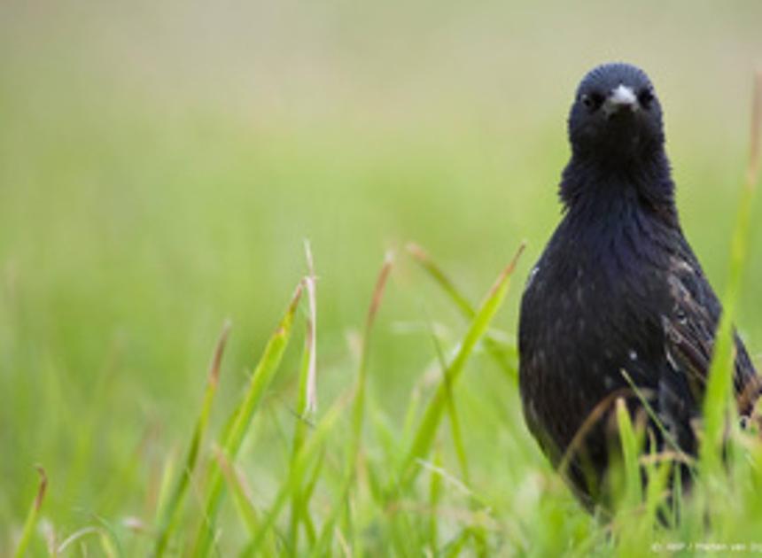 Natuurmonumenten: overheid 'geeft niet thuis' bij aanpak vogelgriep