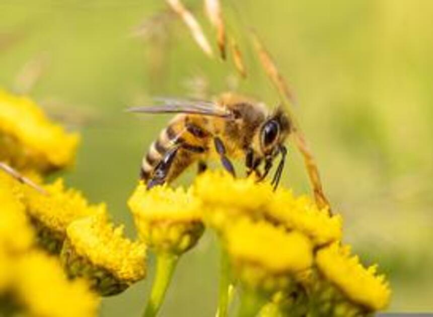 Leer alles over het belang van bijen tijdens het BIJzonder evenement