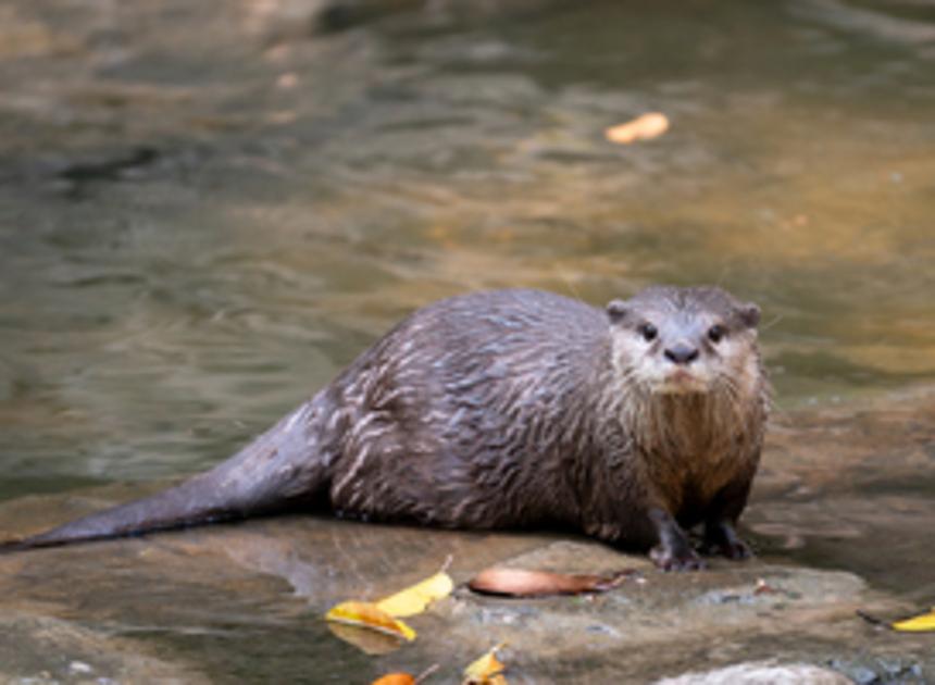 De otter is terug in de Biesbosch