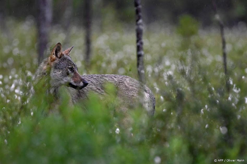 Wolf al bijna 35 jaar beschermd in Europa