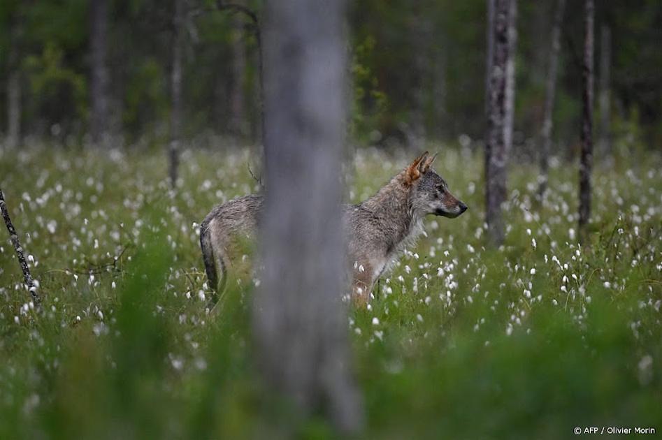 Ecoloog: wolf voelde zich waarschijnlijk bedreigd