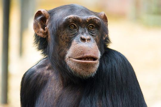 Emotieonderzoek naar chimpansees gestart in DierenPark Amersfoort  