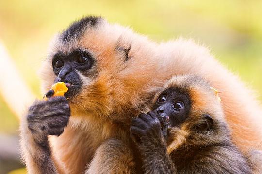 Gibbon in Dierenrijk Mierlo overlijdt plots, verzorgers moeten baby ook inslapen / Foto: "Mother and baby gibbons eating" door Tambako The Jaguar