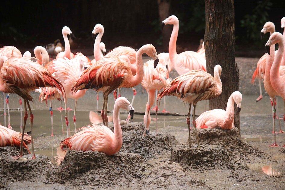 DierenPark Amersfoort verwelkomt eerste flamingo kuiken na vijf jaar