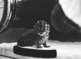 ARTIS in de oorlog: Negen oorlogsverhalen ingesproken door Job Cohen