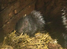 [VIDEO] Pasgeboren stekelvarkentje nu te zien in DierenPark Amersfoort