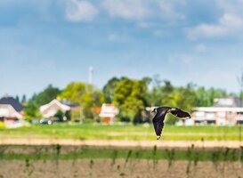 Nieuwe bushalte door broedende vogels bij Recreatieoord Binnenmaas