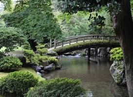 Japanse Tuin in Den Haag blijft dicht vanwege broedende sperwer