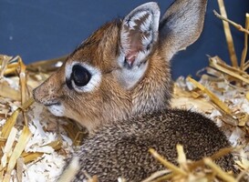 [VIDEO] Schattige antilope geboren in Safaripark Beekse Bergen