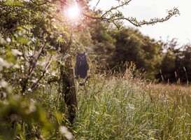 Deze Brabantse fietsroutes nemen je mee langs fabels en legendes