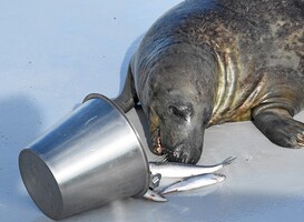 Bij een bezoek aan Texel kun je Ecomare niet missen deze meivakantie