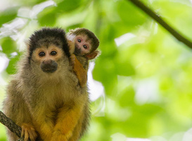Doodshoofdaapje in Apenheul geboren, eerste van dit seizoen en er volgen meer