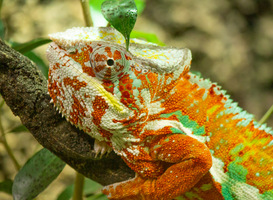 [VIDEO] Panterkameleon nu te zien in Dierenpark Amersfoort