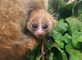 In DierenPark Amersfoort is een kleine plompe lori-tweeling geboren