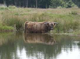 Boswachters moeten drinkpoelen van dieren bijvullen door extreme droogte
