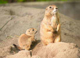 [VIDEO] Baby prairiehondjes maken DierenPark Amersfoort onveilig