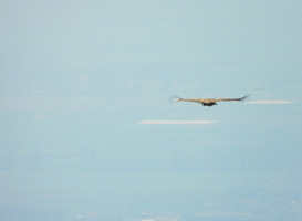 DierenPark Amersfoort heeft twee vale gieren uitgezet in het wild