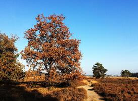 Ontdek het Brabantse natuurschoon tijdens de Fiest4Daagse in Maashorst