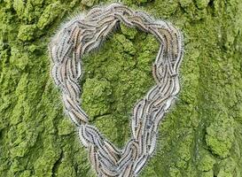 Amsterdam neemt maatregelen tegen eikenprocessierupsen