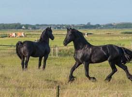 Oerol is het leukste Waddenfestival van Nederland en er zijn nog tickets