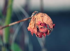 Floriade smeekt weer bij de gemeente voor geld, bedrag wordt 75 miljoen