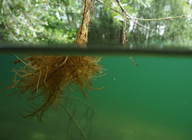 Giftig water en dode dieren: Nederland stevent af op een watercrisis