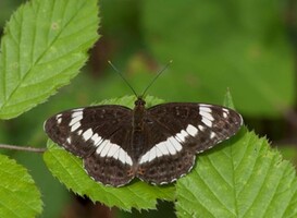 Waar kun je deze zeldzame vlinder spotten?