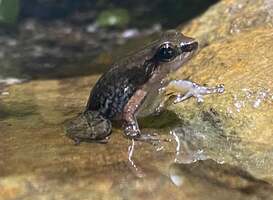 8 zeldzame Antilliaanse kikkers in ZooParc Overloon
