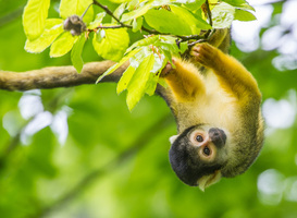 Deze zomer is er weer van alles te beleven in de Apenheul