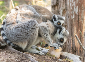IJsjes voor de dieren in DierenPark Amersfoort