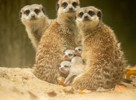 Vier stokstaartjes ter wereld gekomen in DierenPark Amersfoort