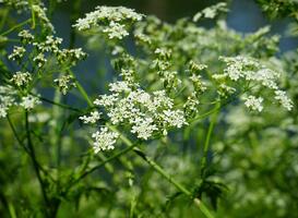 Giftige plant duikt steeds vaker op in Limburgse natuur